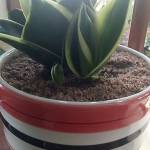 Khắc chươn ở Pleiku, Gia Lai - Vui vẻ