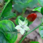 Nguyễn Văn ở Buôn Ma Thuột, Đắk Lắk - là người đàn ông biết chiên cá