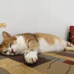 Nhật strum ở Krông Búk, Đắk Lắk - Trầm tính ít nói nhưng khi gặp