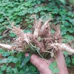 Tình_Lỡ ở Bảo Thắng, Lào Cai - hoà đồng vui vẻ