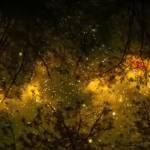 Dunn Profile Picture