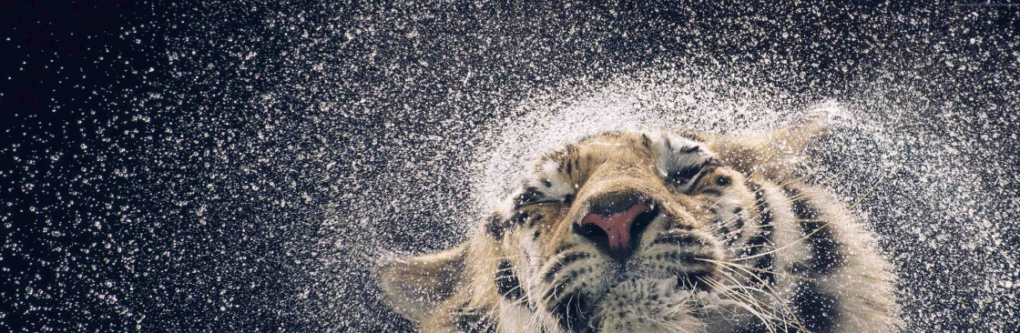 Nguyễn Quang Huy Cover Image