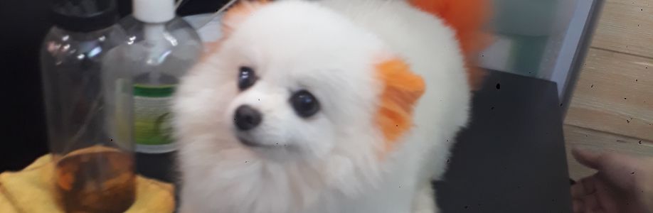 Hoangdieu Cover Image