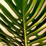 Duy ở Đà Lạt, Lâm Đồng - Vui ve..hoa dong