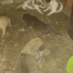 Nguyễn Tha ở Bình Thạnh, TP Hồ Chí Minh - Bình thường