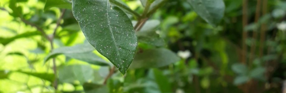 Nguyễn Khánh Cover Image