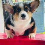 Huy đang tìm bạn hẹn hò qua mạng