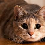 Nguyễn Hải ở Hai Bà Trưng, Hà Nội - Hiền, ấm áp biets quan tâm bạn