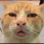 Nam ở Ba Chẽ, Quảng Ninh - Giỏi tâm Sự nhiều service khác