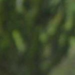 Gia Đông ở Tân Phú, TP Hồ Chí Minh - ,