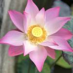 Sơn ở Sóc Trăng, Sóc Trăng - Làm quem với ai thích