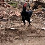 Manhanh ở Thanh Trì, Hà Nội - Vui tính