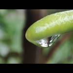 Tuân ở Hương Trà, Thừa Thiên Huế - Babboy