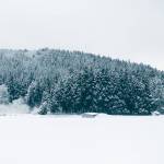 Phong ở Thọ Xuân, Thanh Hóa - Thoái mái vui vẻ