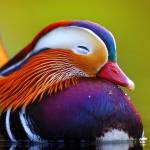 Dee Dee - tim ban trai da ly hon qua so dien thoai