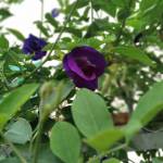 Jjujk - tim ban trai da ly hon qua so dien thoai