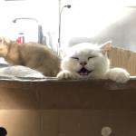 Kin ở Hải Châu, Đà Nẵng - Zl