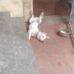 A Cối ở Bình Xuyên, Vĩnh Phúc - Zalo 0886777394