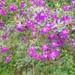 phiphi ở Vĩnh Yên, Vĩnh Phúc - thích đi du lịch