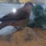 Ngô gia lo ở Thủ Dầu Một, Bình Dương - Hoà đồng