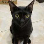 Sang trên ứng dụng Tìm bạn bốn phương