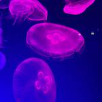 Hemibui ở Hậu Lộc, Thanh Hóa - Ít nói biết lắng nghe