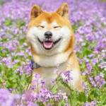 Ken ở Dĩ An, Bình Dương - Dễ gần, Vui tính, Thấu hiểu