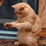 Hoang ở Ba Đình, Hà Nội - Mình có thể hòa hợp với nhiều 