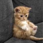 Ronlafo ở Cầu Giấy, Hà Nội - Hello