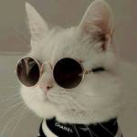 Hoàng long ở An Dương, Hải Phòng - Vui vẻ thân thiện , hơi nhát g