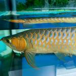 Bay Nguyen - tim ban trai da ly hon qua so dien thoai