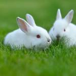 Xindungque ở Châu Thành, Đồng Tháp - Hiền, ít nói