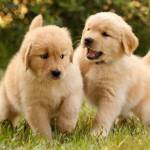 Phúc ở Bình Thạnh, TP Hồ Chí Minh - 