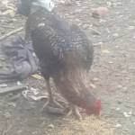 Nguyên nhâ ở Châu Phú, An Giang - Minh hoa đồng vui ve ve ràng