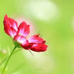 Kim Can ở Thủ Đức, TP Hồ Chí Minh - ..........