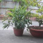 nguyễn văn ở Tân Bình, TP Hồ Chí Minh - bận rộn