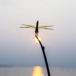 A ở Quận 1, TP Hồ Chí Minh - Cở mở