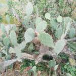 Nguyen Thanh Trung - tim ban trai da ly hon qua so dien thoai