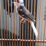 Bảo ở Quận 10, TP Hồ Chí Minh - hoà đồng - vui vẻ