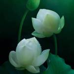 Diep ở Vinh, Nghệ An - Gặp sẽ nói