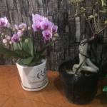 Nguyễn văn ở Pleiku, Gia Lai - Hoa đồng