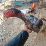 Thanh tùng đang tìm bạn hẹn hò qua mạng