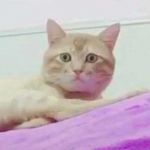 Nam - tìm bạn gái đã ly dị chồng