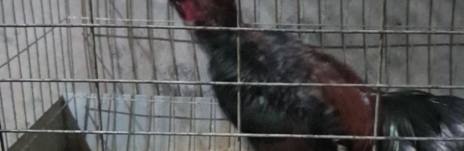 Quốc tuấn Cover Image