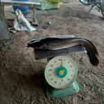 thanh ở Xuân Lộc, Đồng Nai - mập. hiền. vui vẻ