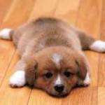 Phat ở Đà Lạt, Lâm Đồng - Thich xem phim