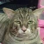 Đại ở Nha Trang, Khánh Hòa - Tìm fwb