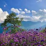 Lê van lin ở Mỏ Cày Nam, Bến Tre - Vui vẻ