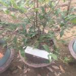 Tan ở Hải Châu, Đà Nẵng - Vui vẻ, hoà đồng