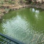 Phong ở Bắc Bình, Bình Thuận - Nhiet tinh vui ve